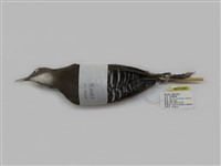 藏品(灰腳秧雞)的圖片